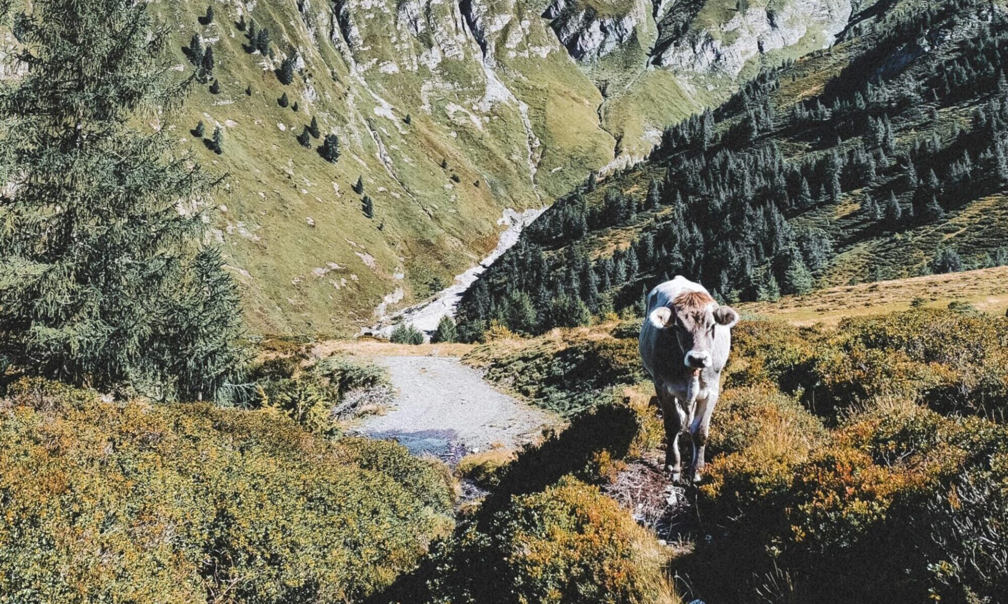 Curious cow